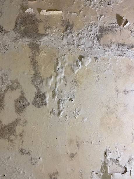 Best Mold Cleaning Services  in Jay, OK