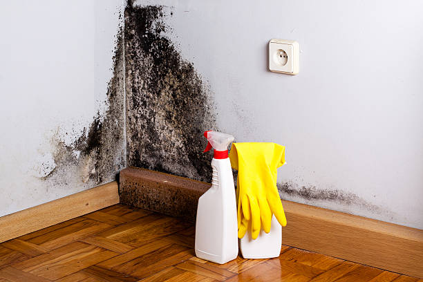 Best Mold Remediation  in Jay, OK